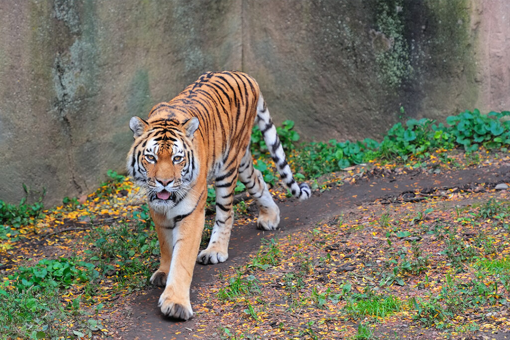Tiger at the Lincoln Park Zoo