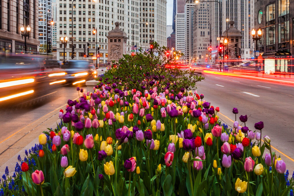 Flowers during the Chicago spring