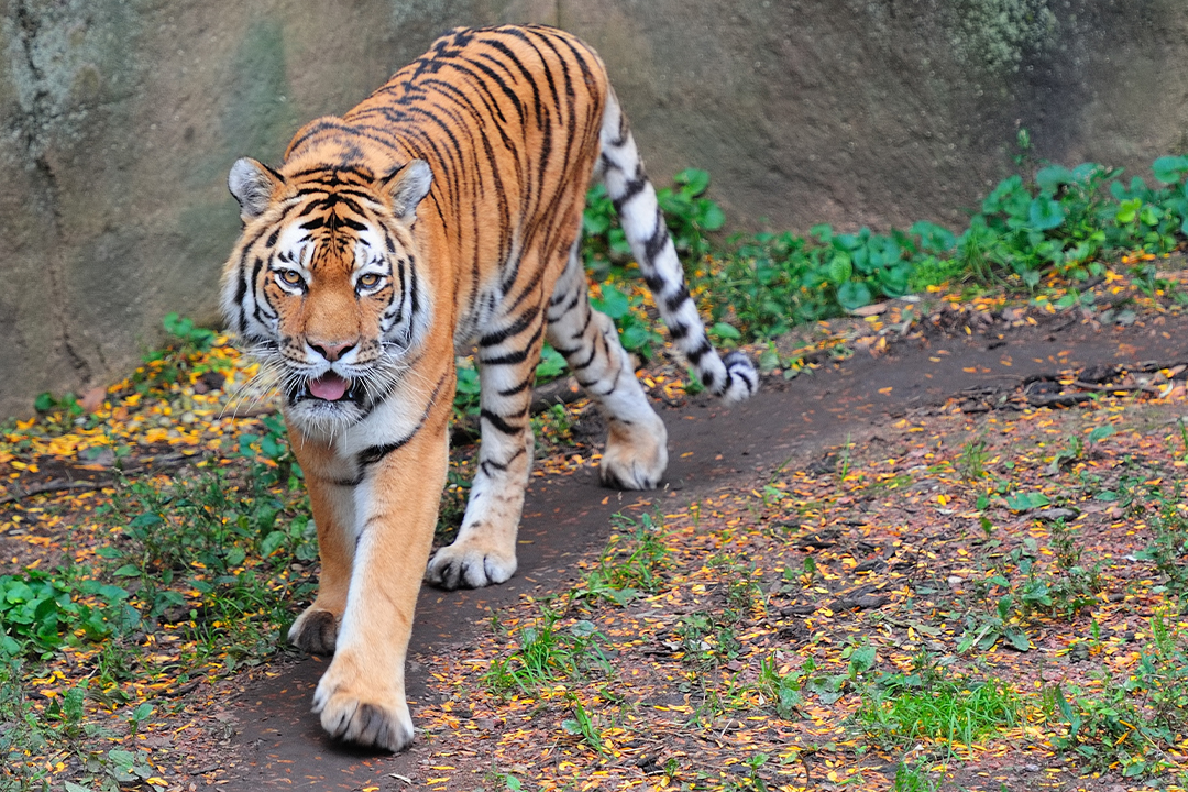 Lincoln Park Zoo in Chicago in winter