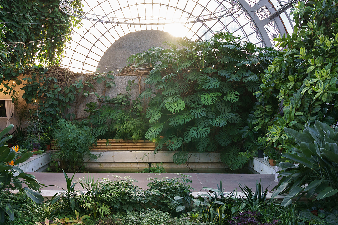 Indoor Garden in Chicago in winter