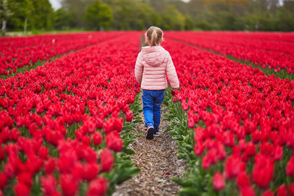 Tulip fields during the Chicago spring
